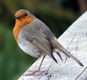 Punarinta Cornwallissa