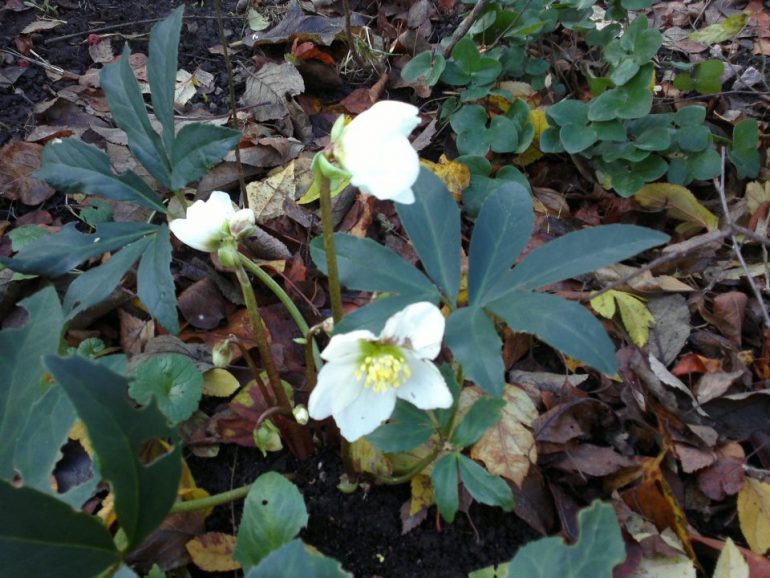 Helleborus 2011