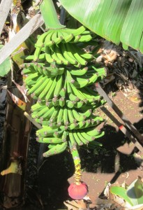 Banaaniterttuja kaupunkilevadan reitillä