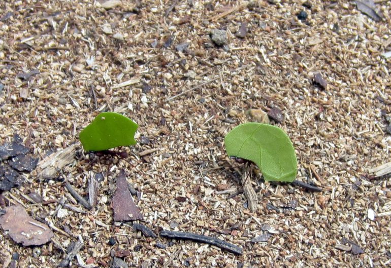 Lehdenleikkaajamuurahainen Belize