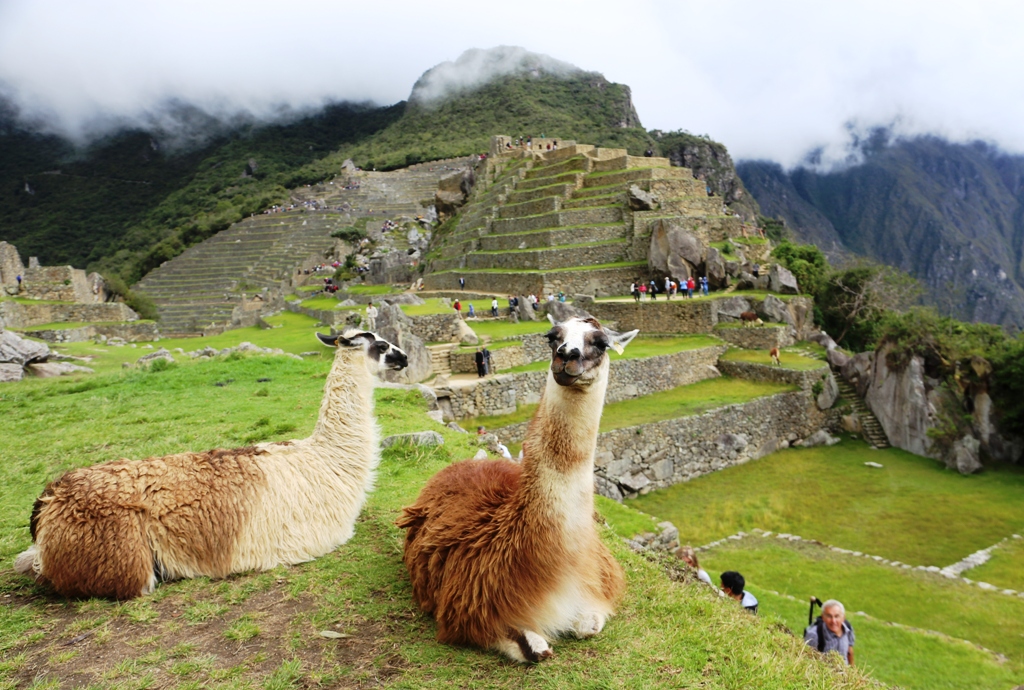 Laamoja Machu Picchulla