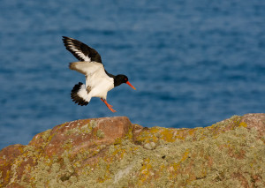 Eurasian Oystercatcher