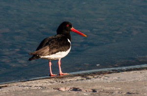 Eurasian Oystercatcher