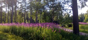 Valhe, emävalhe, valokuva-albumi