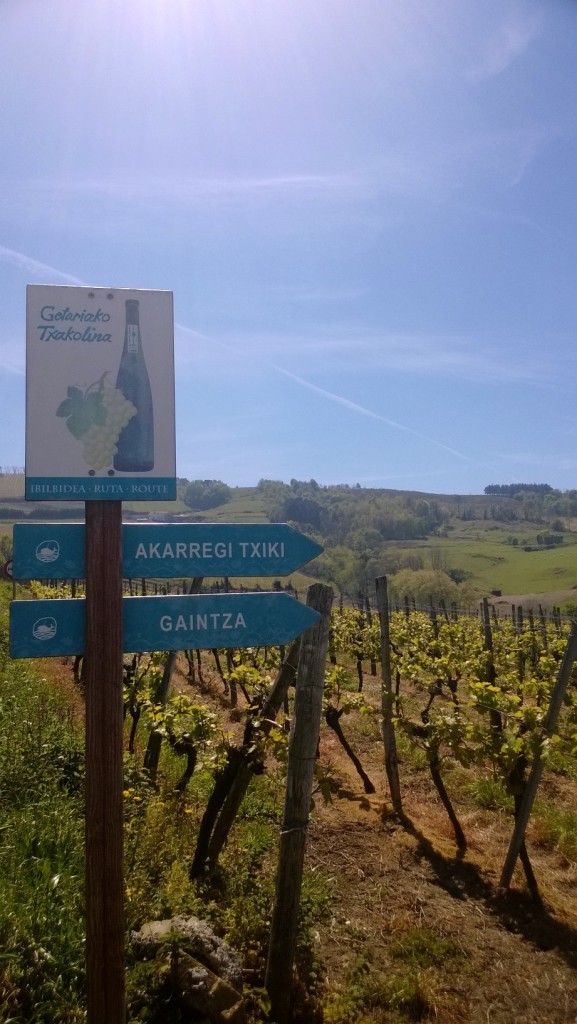Txakoliviljelmiä Getariassa