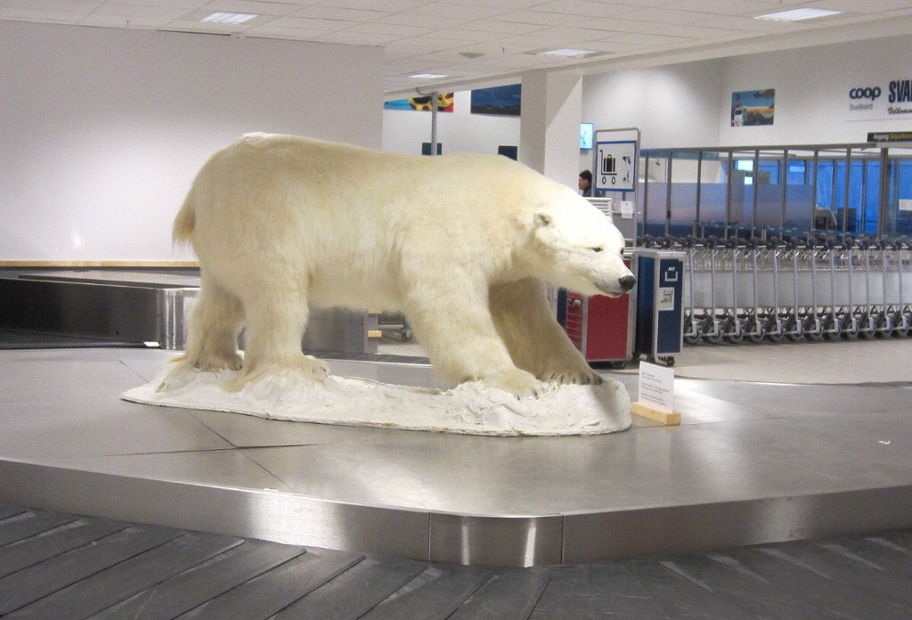 Jääkarhujen saarilla