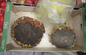 ???????????????????????????????