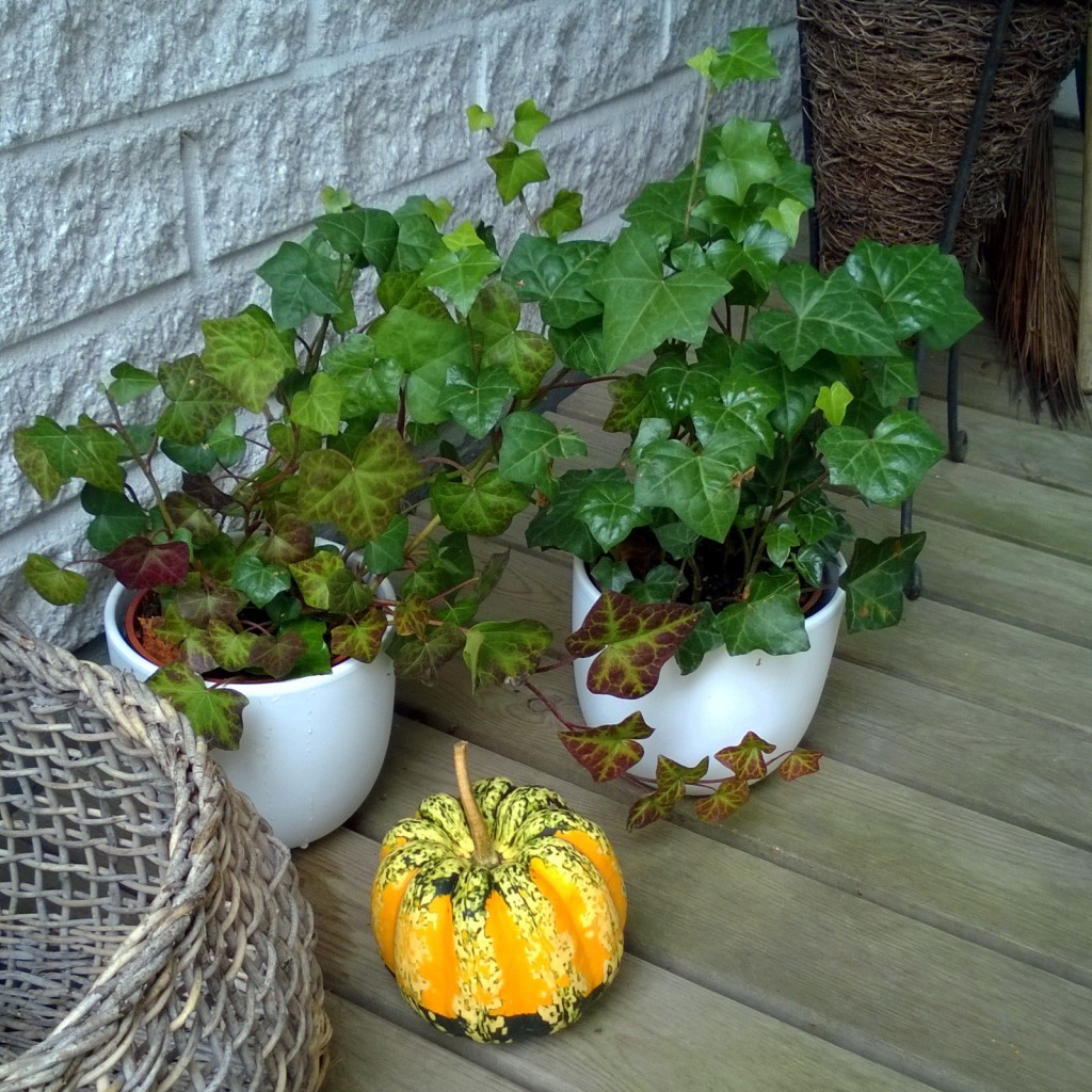 WP_20141012_14_24_56_Pro