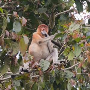 Proboscis monkey nenäapina Borneo
