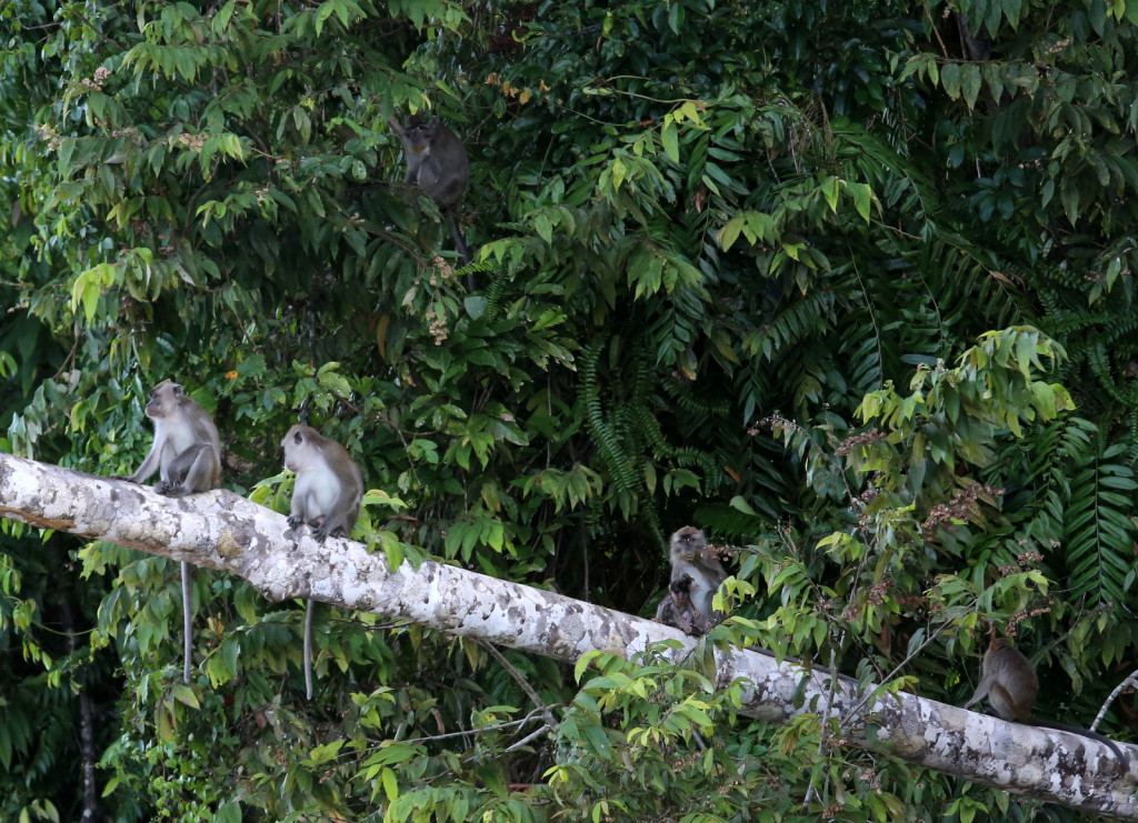 Macaques Kinabatang river Borneo Malesia