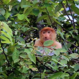 Proboscis monkey nenäapina Borneo