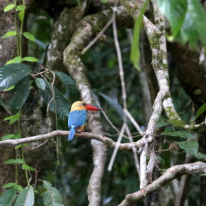 Kingfisher Kinabatang river Malesia Borneo