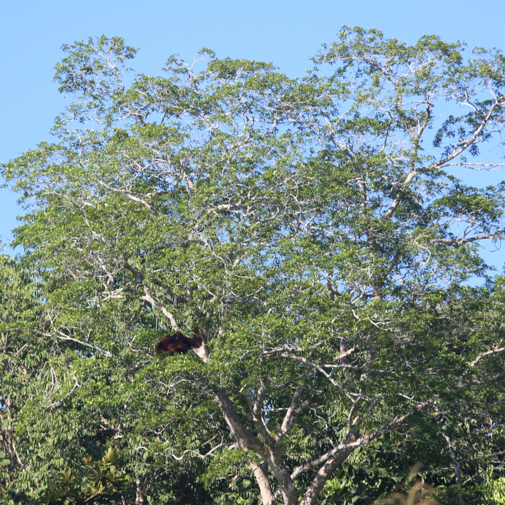 Orangutang Kinabatang river
