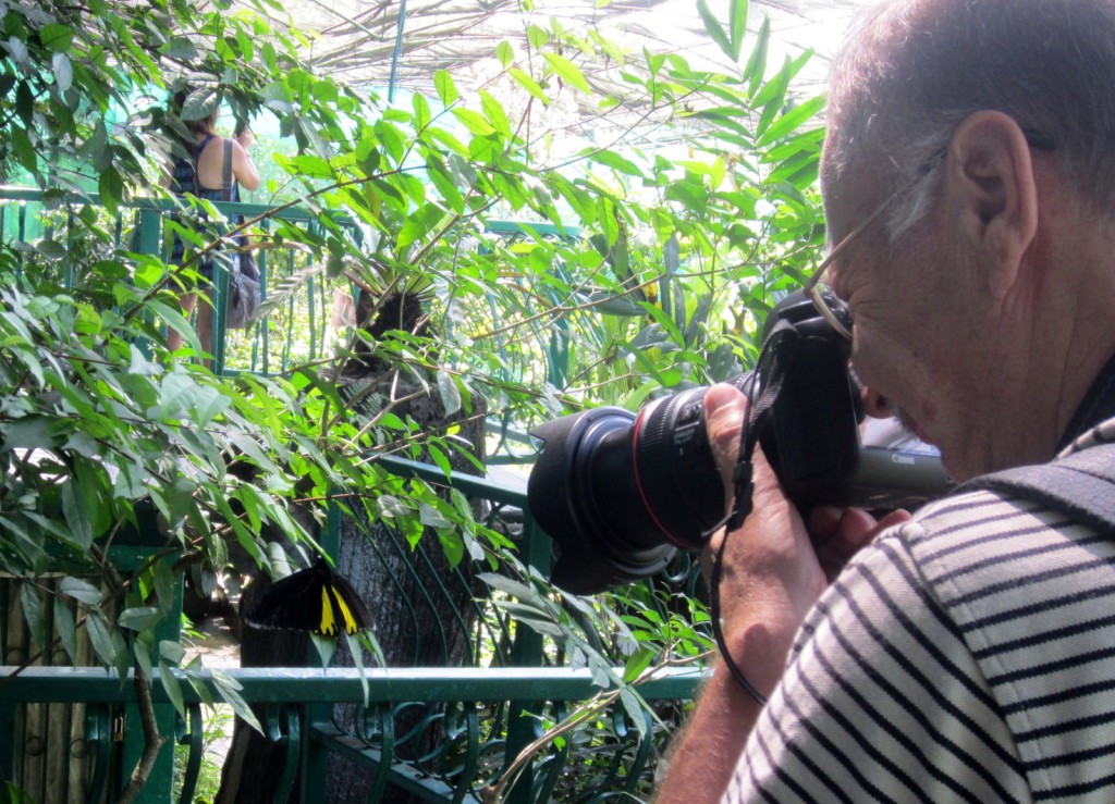 Kuala Lumpur Butterfly Park Malesia