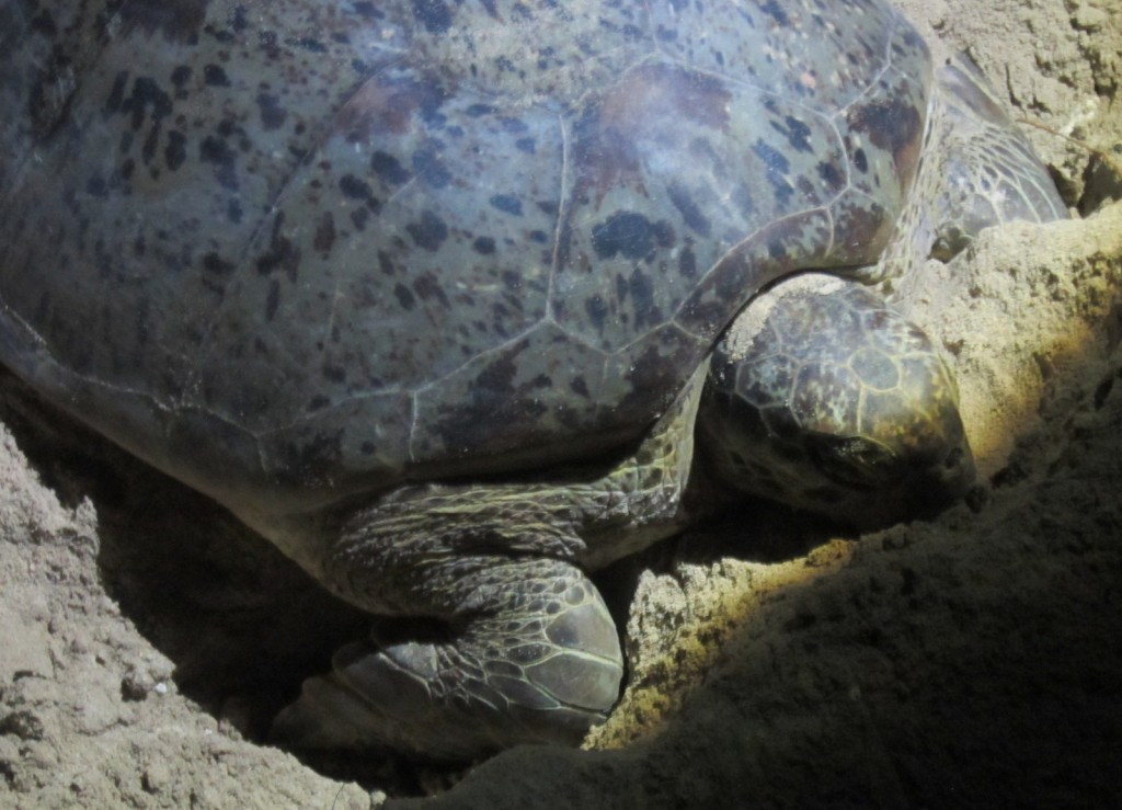Turtle Island Selingan Island Malaysia