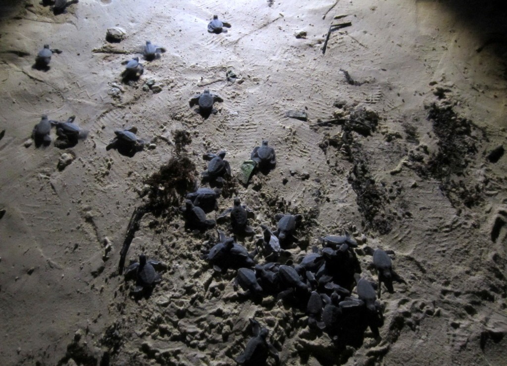 Turtle Island Selingan Island Malaysia