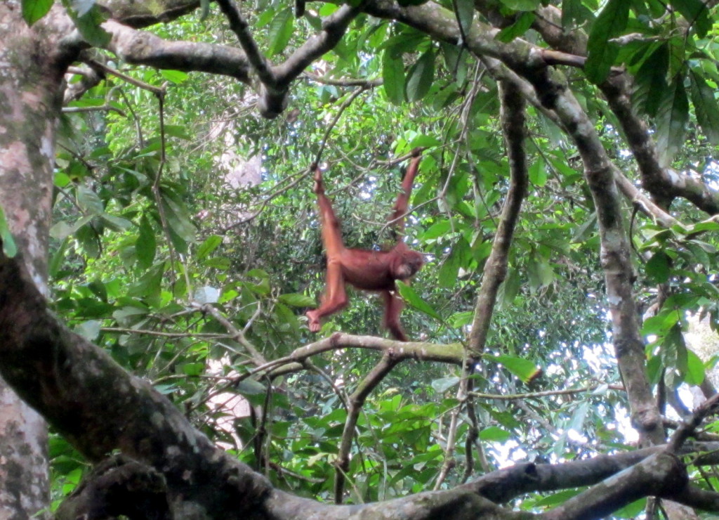 Sepilok orangutan
