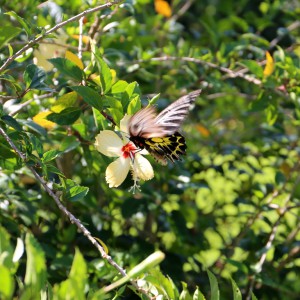 Choeung Ek Phnom Penh Cambodia