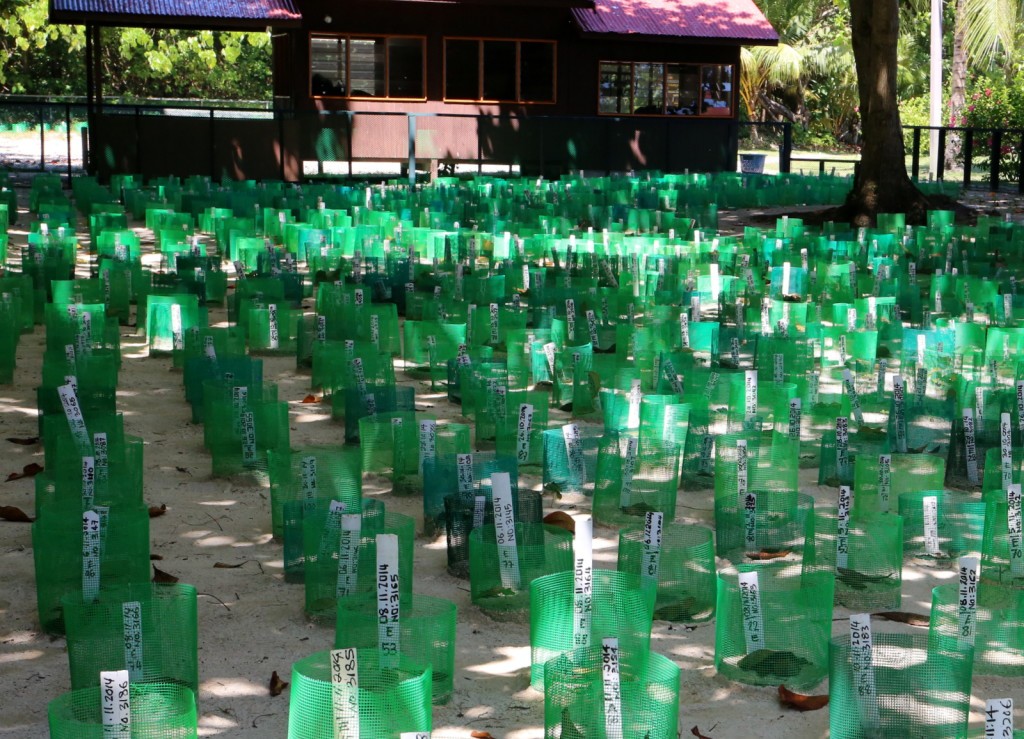 Turtle Island Selingan Island Malaysia