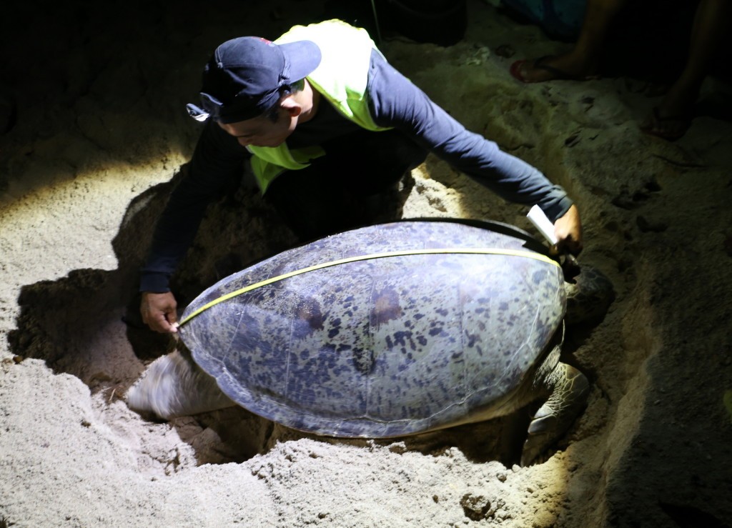 Turtle Island Selingan Island Malaysia