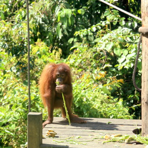 Sepilok orangutan