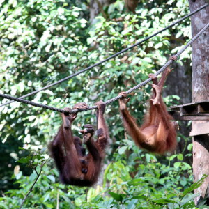 Sepilok orangutan