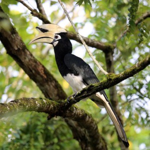 Hornbill Kinabatang river Sabah Malaysia