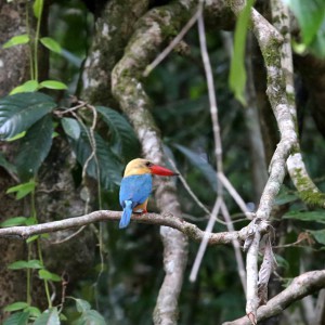 Kingfisher Sabah Kinabatang River Malaysia