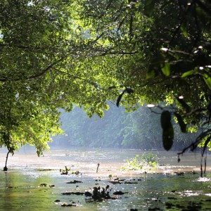 Kinabatang river Sabah Malaysia