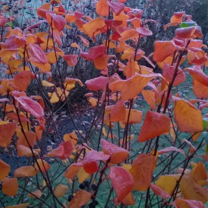 Autumn frost Espoo