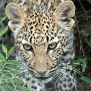 Leopard Chobe Botswana