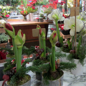 Joulukukkia Rautatieasema Helsinki