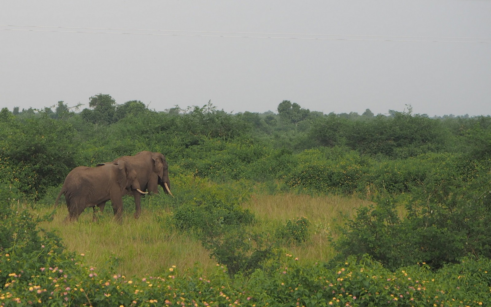 Uganda Queen Elizabeth