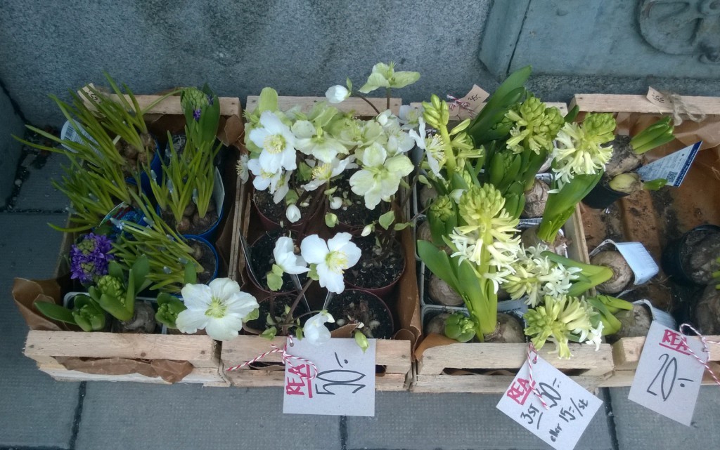 Jul på rea joulu alennuksessa joulukukkia