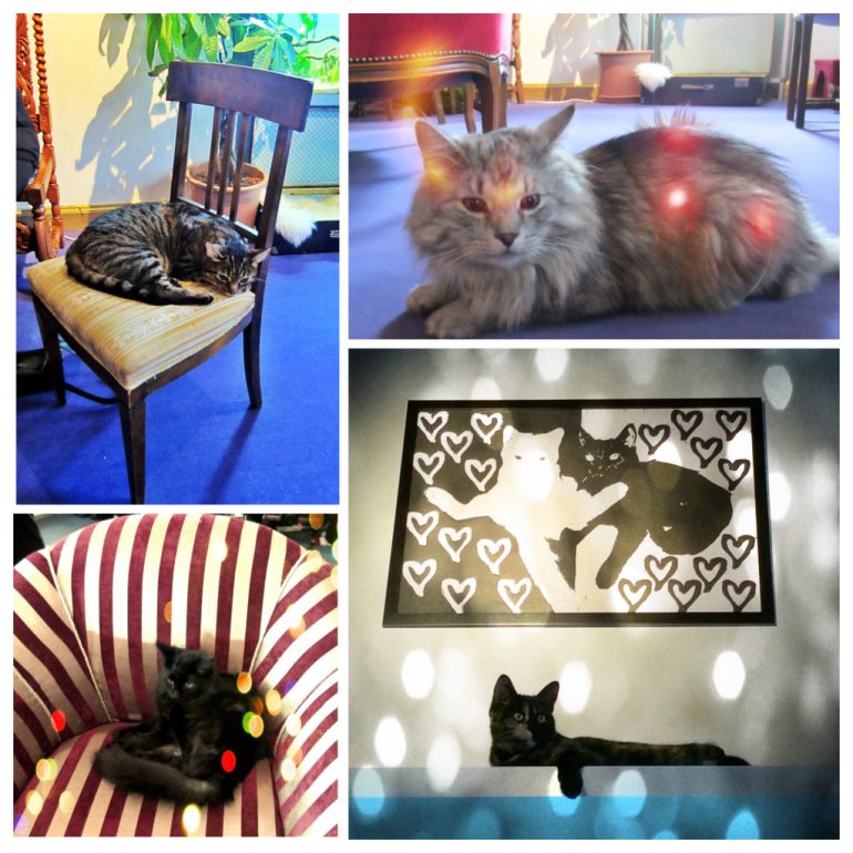 kissakollaasi-1024x1024