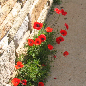 Unikko Delos Kreikka