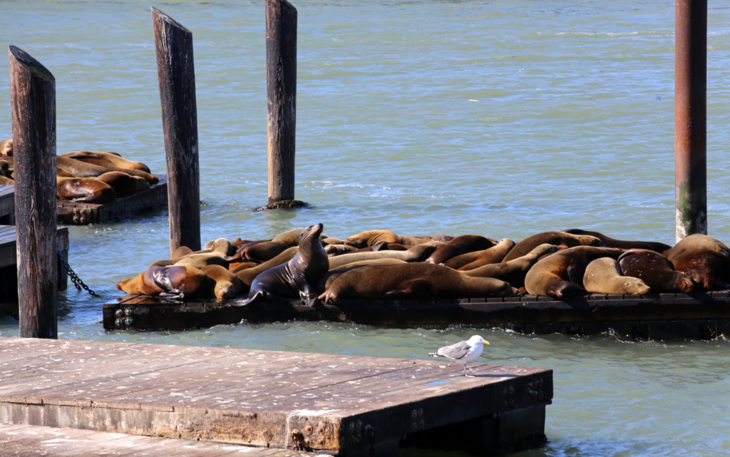 San Francisco sea lions merileijonat