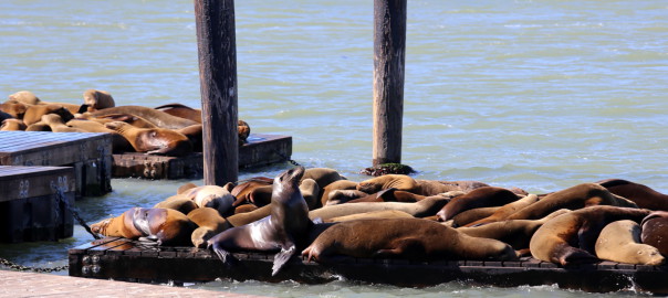 San Francisco sea lions merileijonat