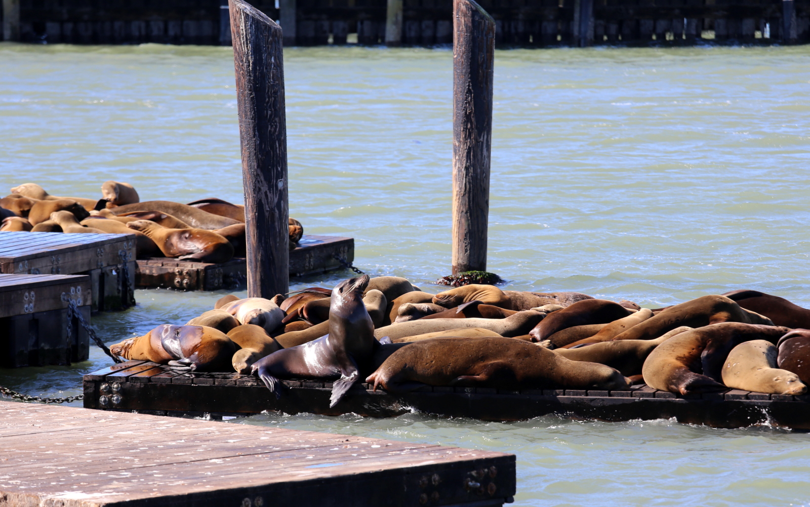 San Francisco sea lions merileijonat
