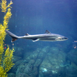 Shark Monterey Bay Aquarium