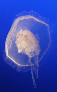 Jellyfish Monterey Bay Aquarium