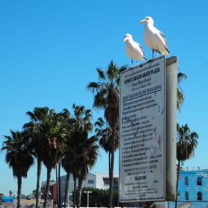 Venice Beach