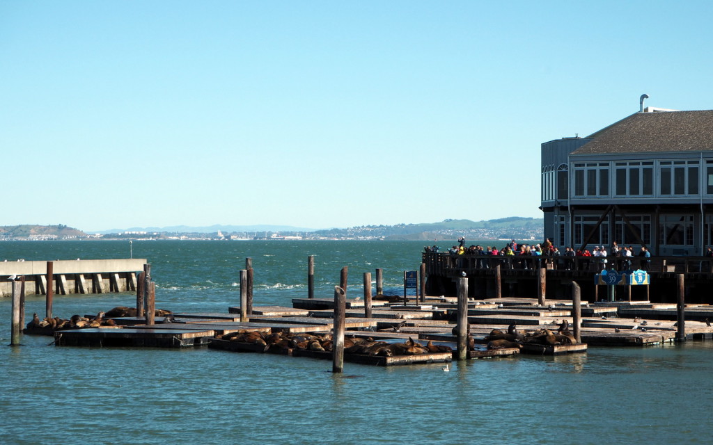 San Francisco sea lions merileijonat