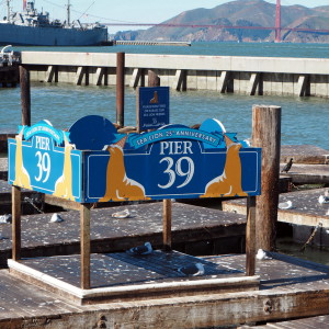 San Francisco sea lions merileijonat
