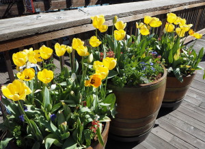 San Francisco Pier 39 Tulipmania