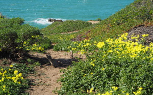 San Francisco Lands End