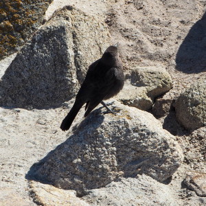 17-Mile Drive Bird Rock