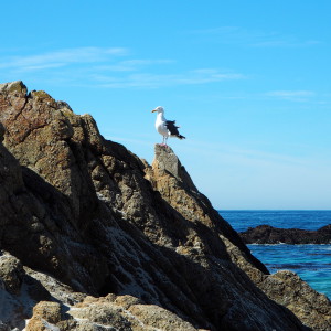 17-Mile Drive Bird Rock
