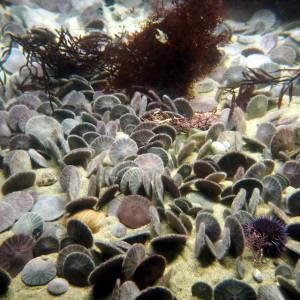 Monterey Bay Aquarium