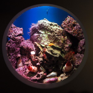 Monterey Bay Aquarium